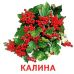 Раздаточные карточки. Растения нашей планеты Ранок Мини-карточки - Издательство Ранок - ISBN 4823076101916
