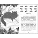 Книга Вусата історія Артеменко М. Ранок