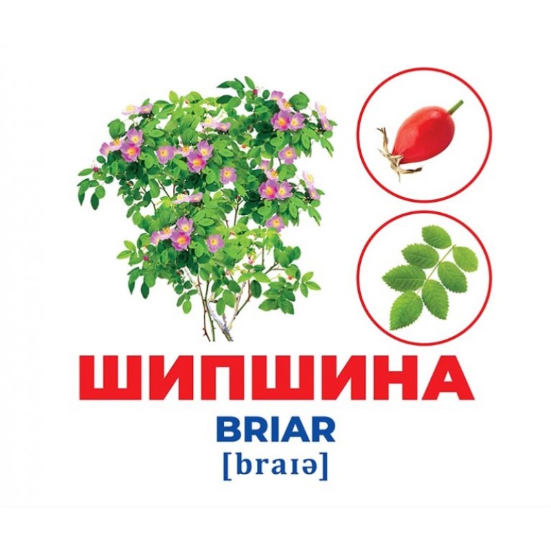 Гений с пеленок Деревья и кустарники Демонстрационный материал Ранок